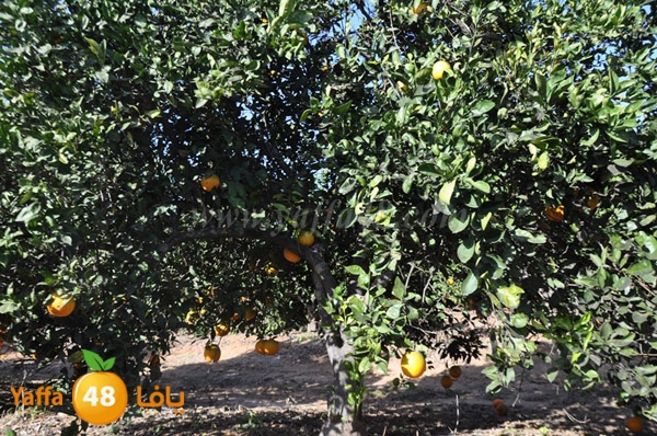 bayara visiting (18).JPG